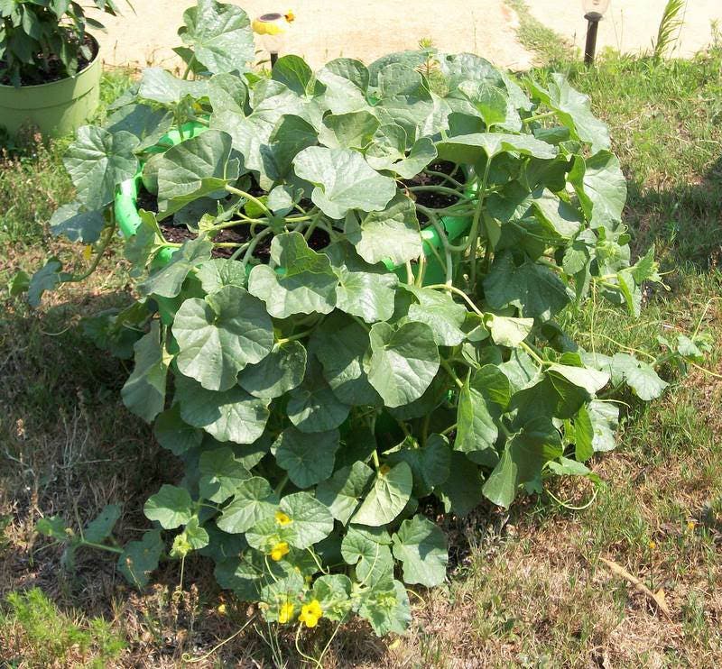 75 Green Flesh ROCKY FORD CANTALOUPE Muskmelon Cucumis Melo Melon Fruit Seeds