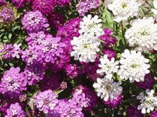 2000 TALL MIX CANDYTUFT Iberis Umbellata Mixed Colors Ground Cover Flower Seeds