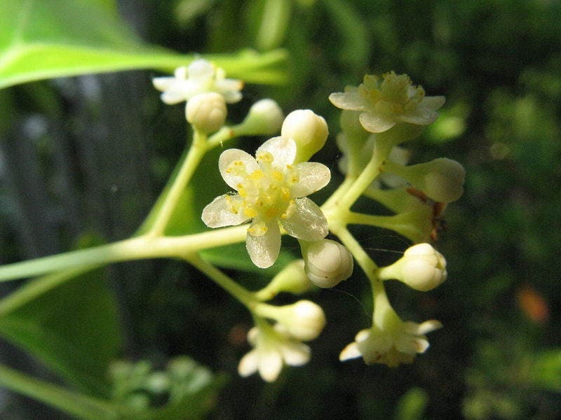 5 CAMPHOR TREE Laurel Cinnamomum Camphora Camphorwood White Flower Black Seeds