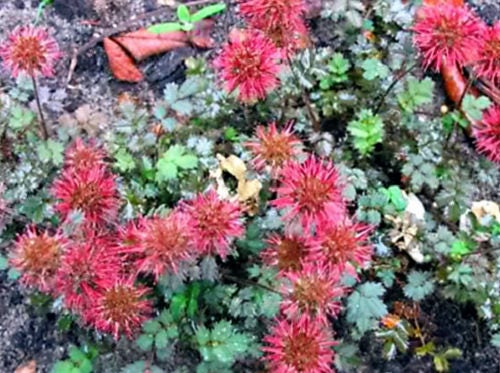 20 NEW ZEALAND BURRS Scarlet Piripiri Acaena Microphylla Flower Ground Cover Seeds