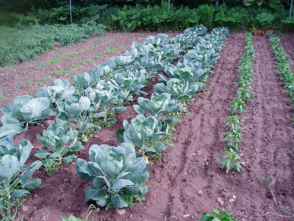 400 CATSKILL BRUSSEL SPROUT Sprouts Brassica Oleracea Vegetable Seeds