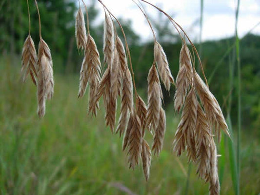 100 PRAIRIE BROME Arctic Brome Ornamental Grass Bromus Kalmii Seeds