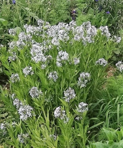 10 SHINING BLUESTAR Ozark or Showy Blue Star Amsonia Illustris Flower Seeds