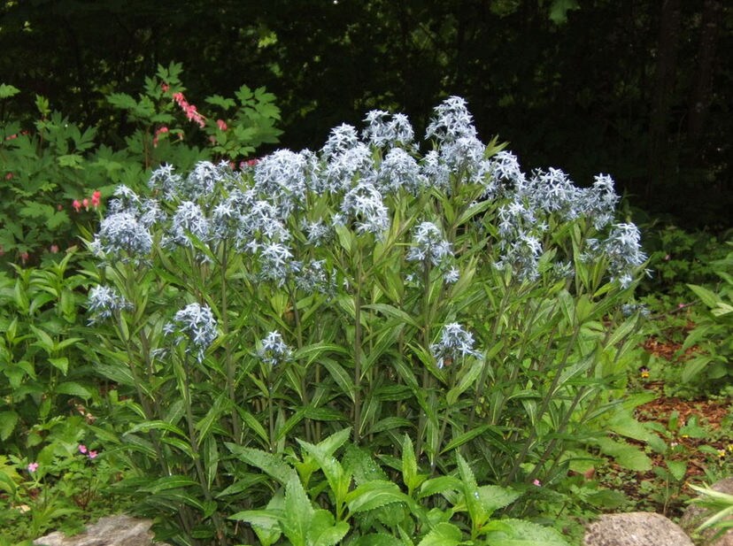 10 SHINING BLUESTAR Ozark or Showy Blue Star Amsonia Illustris Flower Seeds