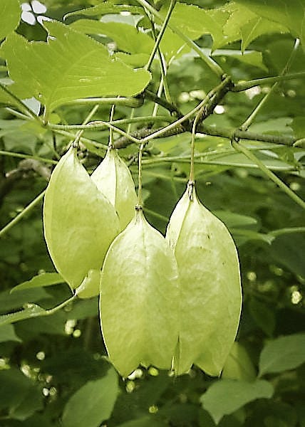5 AMERICAN BLADDERNUT Tree Staphylea Trifolia Shrub Green Pod White Flower Seeds