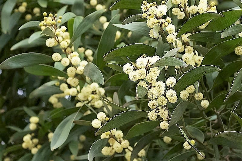 20 AUSTRALIAN BLACKWOOD TREE Black Acacia Melanoxylon Wattle Yellow Flower Seeds