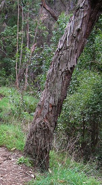 20 AUSTRALIAN BLACKWOOD TREE Black Acacia Melanoxylon Wattle Yellow Flower Seeds