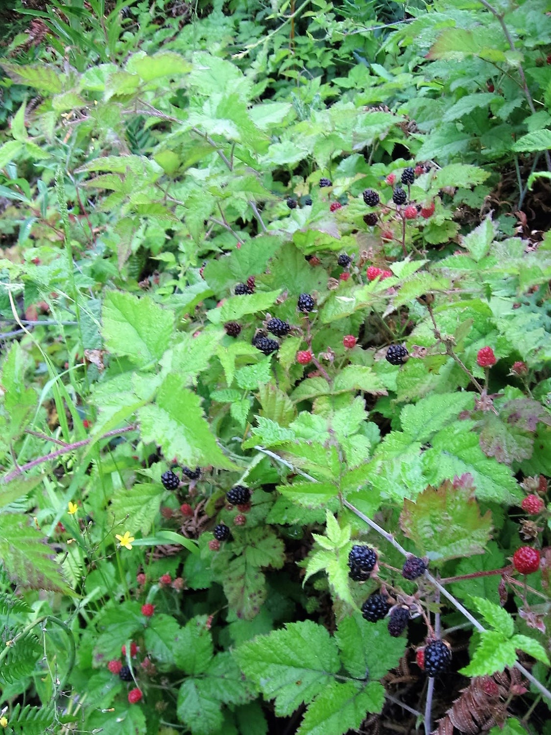 25 TRAILING BLACKBERRY Pacific Rubus Ursinus Vining Shrub Fruit Berry Seeds