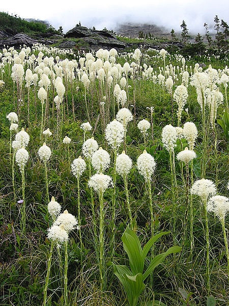 100 BEAR GRASS aka Bear LILY Beargrass Ornamental Xerophyllum Tenax Flower Seeds