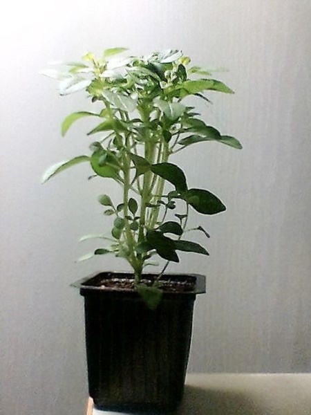 200 MOZZARELLA BASIL Sweet Italian Heirloom Ocimum Basilicum Herb Flower Seeds