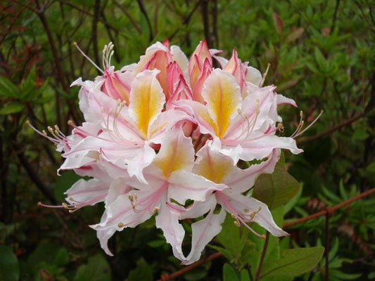 20 WESTERN AZALEA Pink White Yellow Shrub Flower Rhododendron Occidentale Seeds