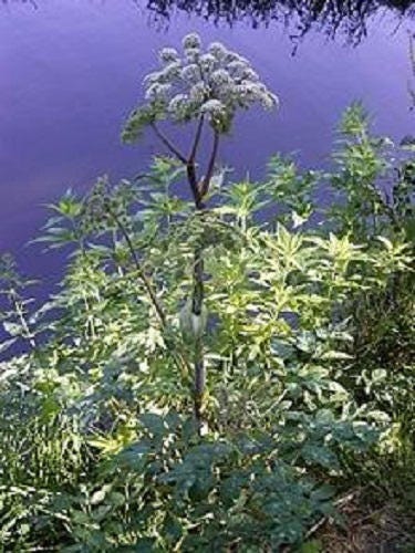 30 ANGELICA Archangelica Officinalis Edible Archangel / Holy Ghost Herb Seeds