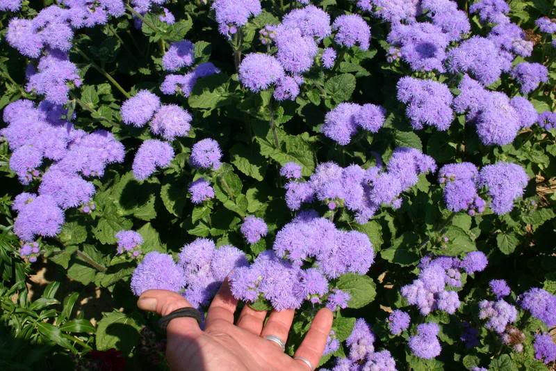 100 Dwarf BLUE MINK AGERATUM Houstonianum Fuzzy Double West Indies Flower Seeds
