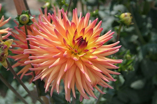 25 CACTUS DOUBLE DAHLIA Mix Variabilis Mixed Colors Hummingbird Flower Seeds