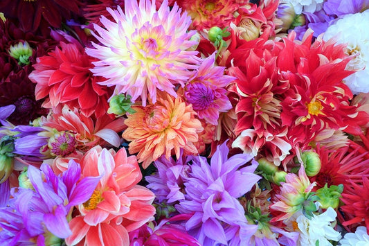 20 Dwarf Mixed Colors REDSKIN DAHLIA Variabilis Red Skin Mix Bicolor Flower Seeds