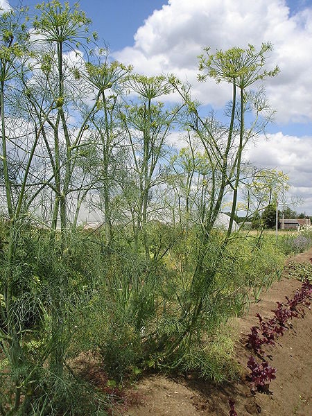 1500 DUKAT DILL Anethum Graveolens Sweet Heirloom European Herb Vegetable Seeds