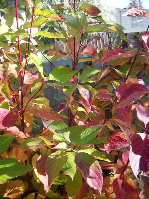 20 RED TWIG DOGWOOD American Red Osier Shrub White Flower Cornus Sericea Seeds