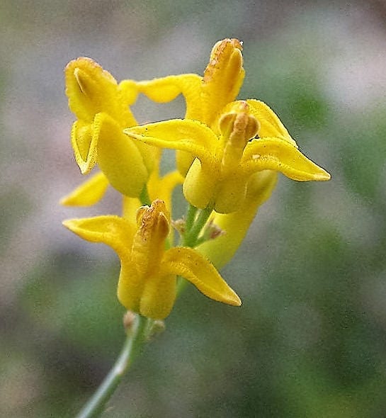 10 GOLDEN EARDROPS Dicentra Chrysantha Yellow Bleeding Heart Shade Flower Seeds