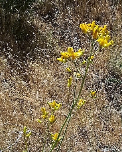 10 GOLDEN EARDROPS Dicentra Chrysantha Yellow Bleeding Heart Shade Flower Seeds