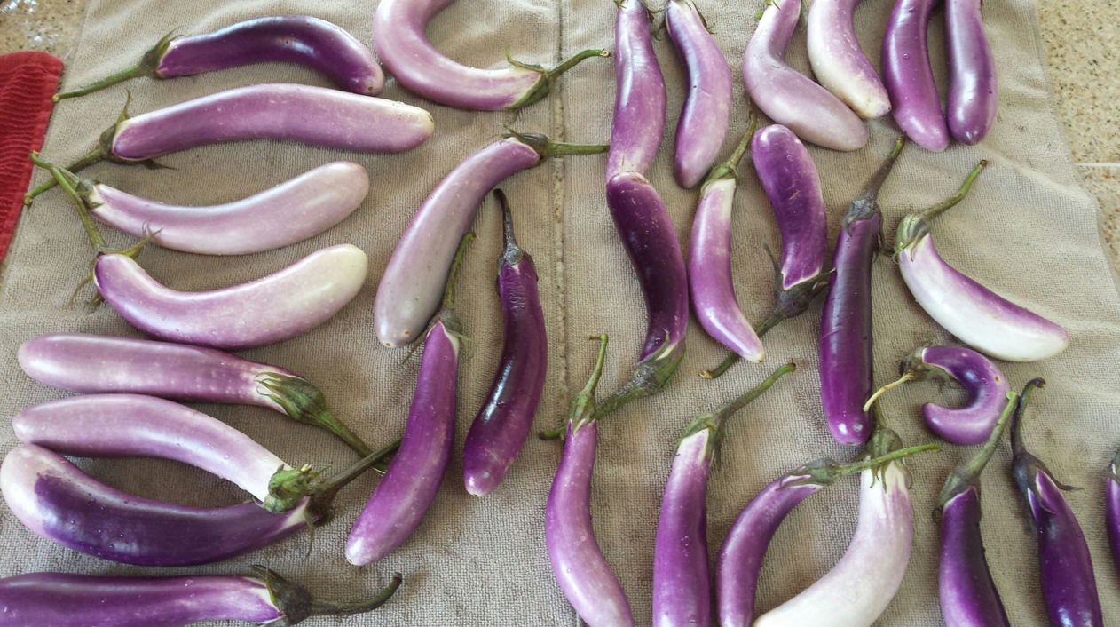 25 BRIDE EGGPLANT White & Purple Fruit / Vegetable Solanum Melongena Seeds