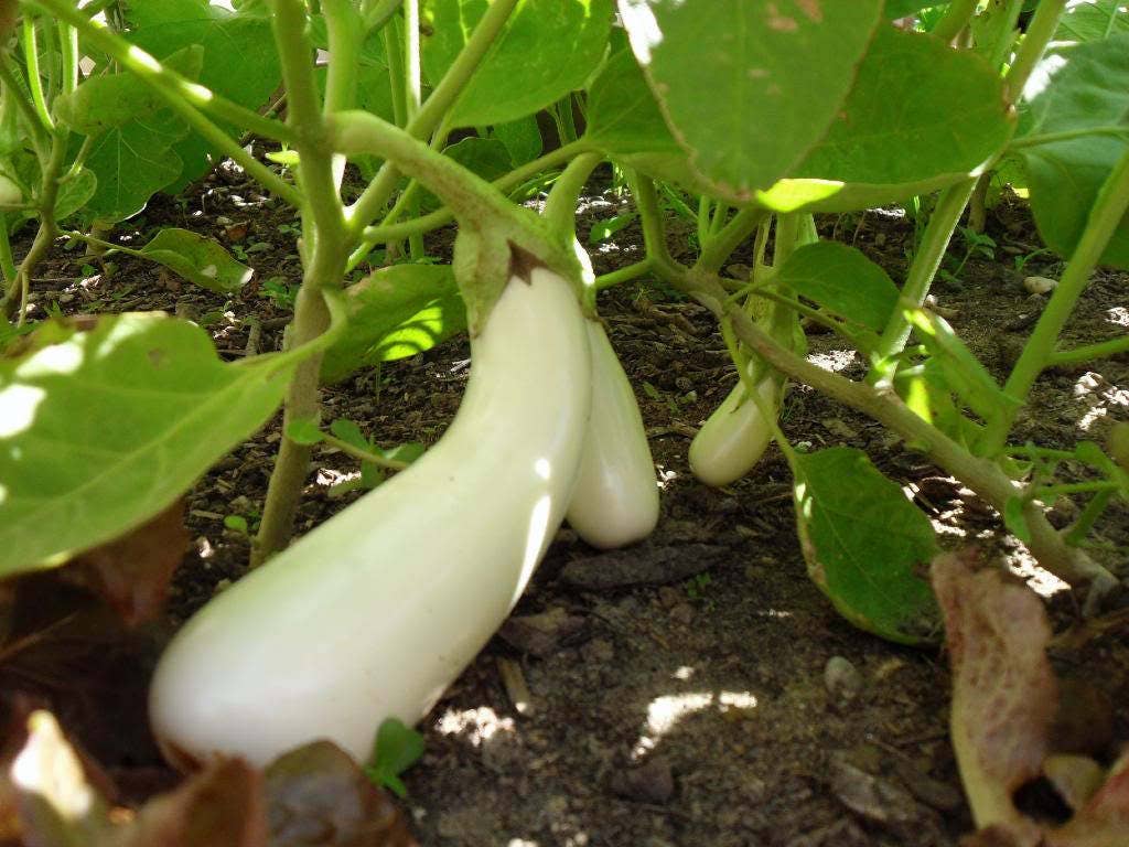 50 CASPER WHITE EGGPLANT Solanum Melongena Fruit / Vegetable Seeds