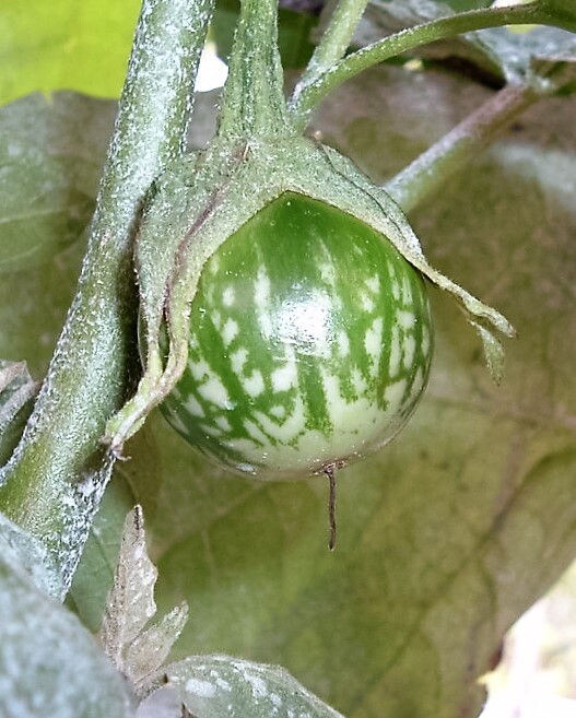 10 KERMIT EGGPLANT Green White Thai Solanum Melongena Fruit Vegetable Seeds