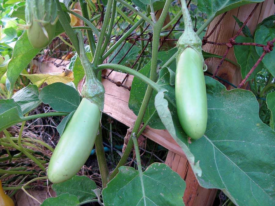 25 Louisiana LONG GREEN EGGPLANT Solanum Melongena Fruit Vegetable Seeds