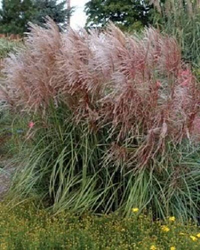 10 RED MAIDEN GRASS Miscanthus Sinensis Plumes Ornamental Flower Seeds