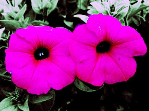 1000 SHANIN PETUNIA Integrifolia Violacea Pink Purple Wild Flower Seeds