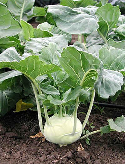 2000 WHITE VIENNA KOHLRABI German Turnip / Turnip Cabbage Brassica Oleracea Root & Leaf Vegetable Seeds