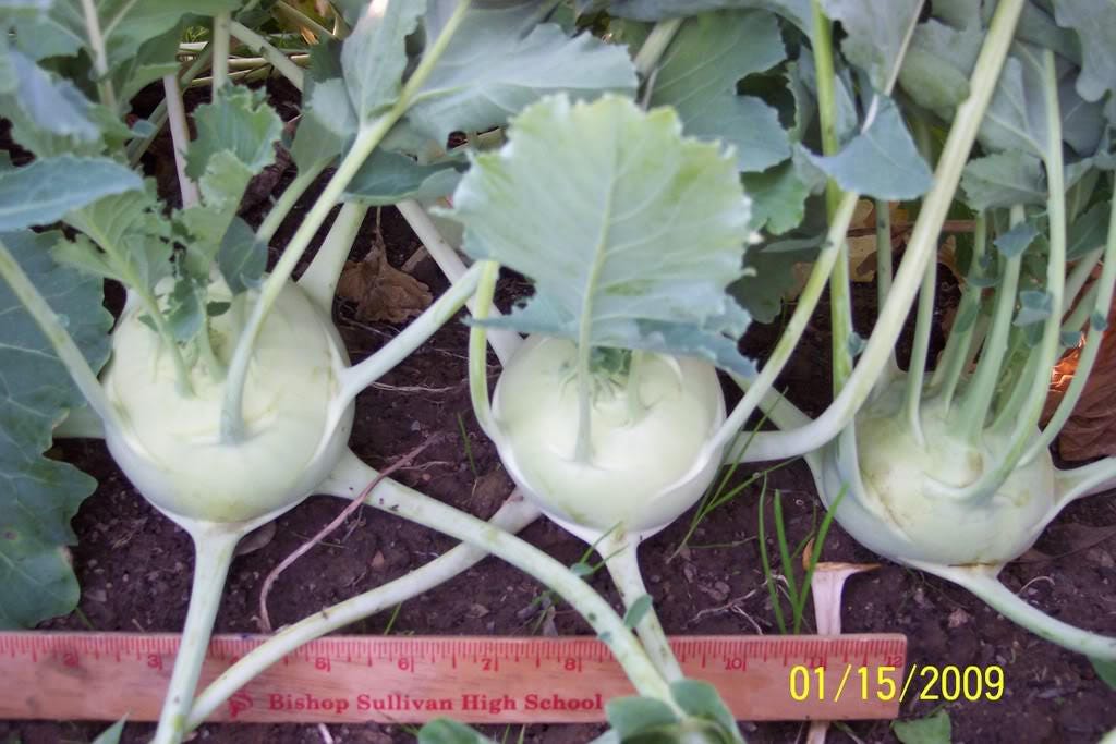 2000 WHITE VIENNA KOHLRABI German Turnip / Turnip Cabbage Brassica Oleracea Root & Leaf Vegetable Seeds