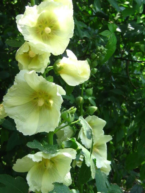 25 YELLOW HOLLYHOCK Alcea Rosea Flower Seeds Perennial