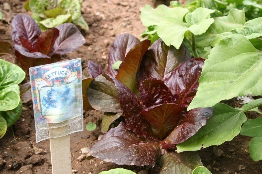 3000 RED ROMAINE LETTUCE Lactuca Sativa Vegetable Seeds *Flat Shipping