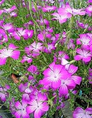 50 Milas ROSE CORN COCKLE Agrostemma Githago Pink Flower Seeds