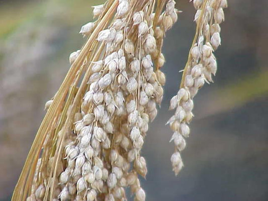 200 PROSO MILLET White Common Panicum Miliaceum Ornamental Grass Vegetable Seeds