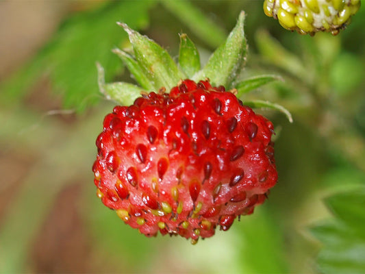 100 VESCA BARON STRAWBERRY Solemacher Berry Fragari Fruit Seeds