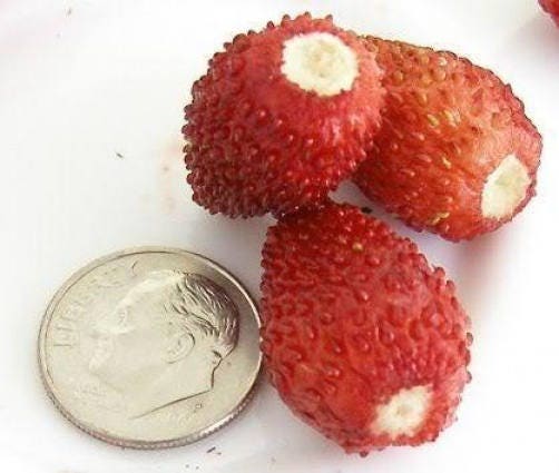 100 VESCA BARON STRAWBERRY Solemacher Berry Fragari Fruit Seeds