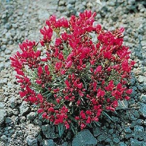 150 RED ROCK PURSLANE ' Ruby Tuesday ' Calandrinia Umbellata Flower Herb Seeds