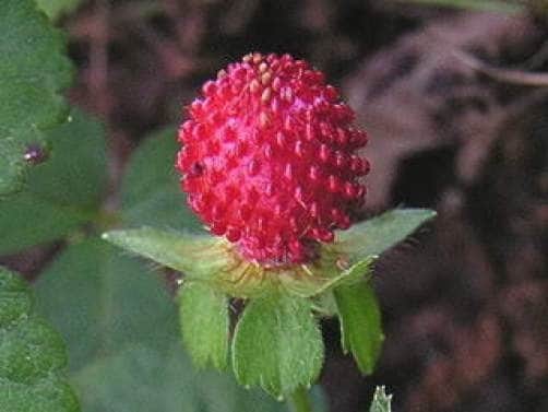 50 Red Indian TUTTIFRUTTI STRAWBERRY Duchesnea Indica Flower Berry Fruit Seed