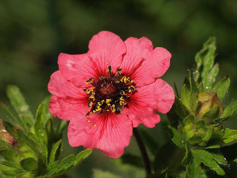 50 NEPAL CINQUEFOIL / POTENTILLA Nepalensis Pink Red Flower Seeds