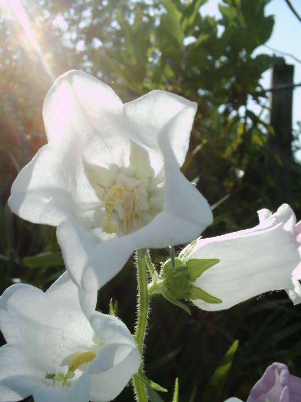 200 White CANTERBURY BELLS - CAMPANULA Medium Flower Seeds