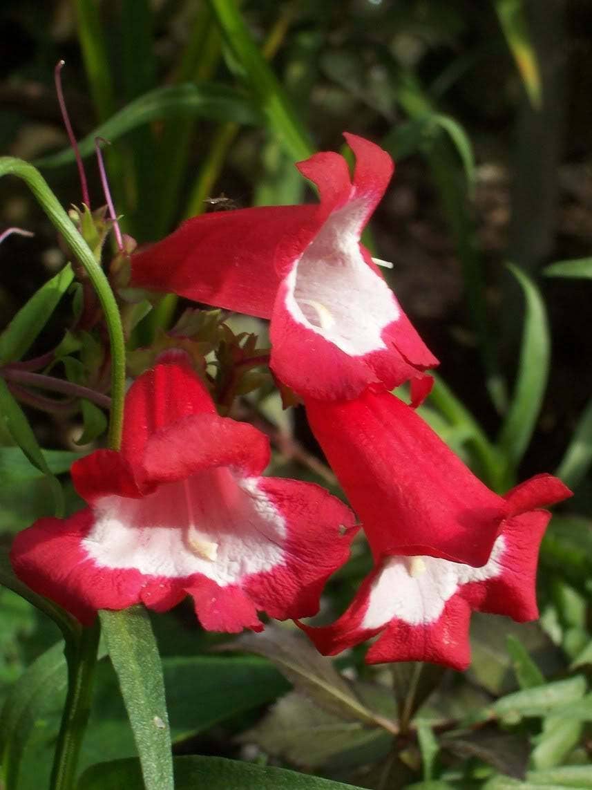 10 SCARLET PENSTEMON Hartwegii Beardtongue Red & White Flower Seeds