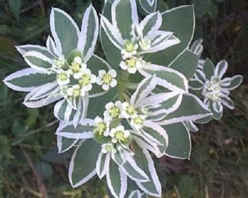 20 SNOW On THE MOUNTAIN Euphorbia Marginata Variegated Groundcover Sun or Shade Flower Seeds