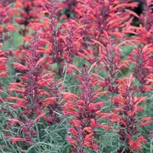 30 Red AGASTACHE HEATHER QUEEN Hummingbrid Mint Hyssop Flower Herb Seeds