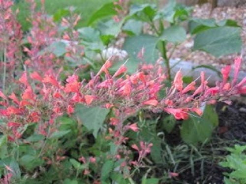 30 Red AGASTACHE HEATHER QUEEN Hummingbrid Mint Hyssop Flower Herb Seeds