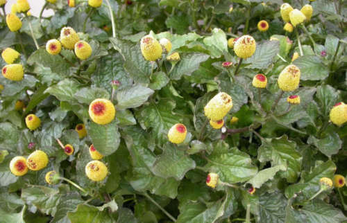 100 TOOTHACHE / EYEBALL PLANT Spilanthes Oleracea Red & Yellow Flower Herb Seeds