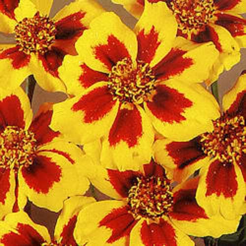 400 Dainty MARIETTA FRENCH MARIGOLD Tagetes Patula Red & Yellow Flower Seeds
