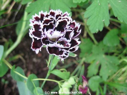 30 Black & White CHIANTI DIANTHUS Chinensis China Pink Flower Seeds
