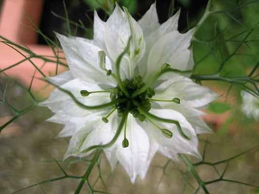 500 White LOVE IN A MIST ( Fennel Flower ) Nigella Damascena Flower Seeds