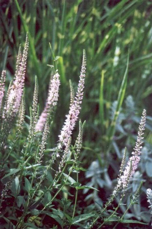 50 Light Pink VERONICA Longifolia / SPIKE SPEEDWELL Flower Seeds ...
